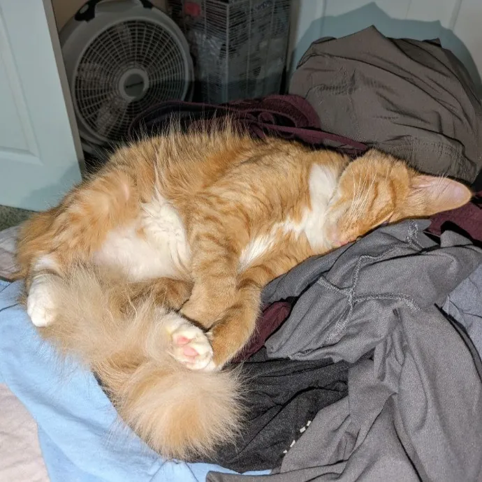 Daphne's Exceptional Cat Sitting photo 2