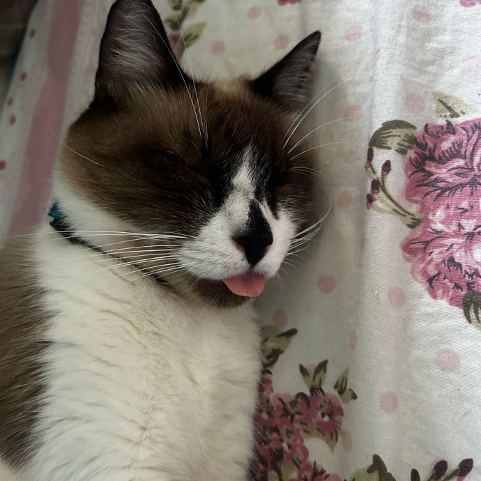 Purr-Fect Care Every Visit photo 3
