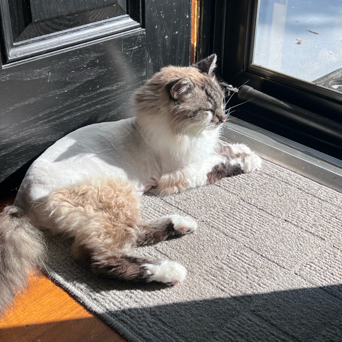 Cat Mom For Over 23 Years photo 2