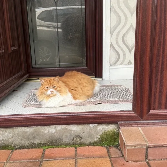 Bilingual Cat Sitter