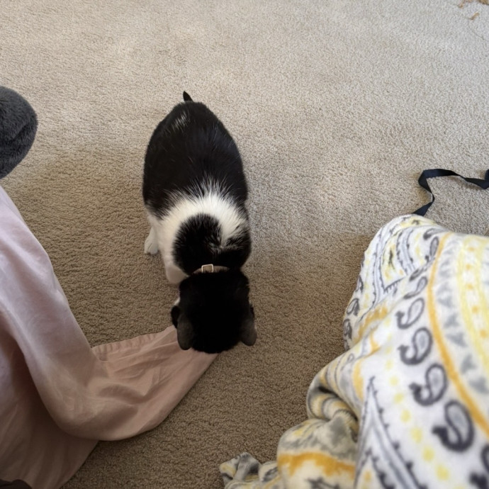 Bilingual Cat Sitter