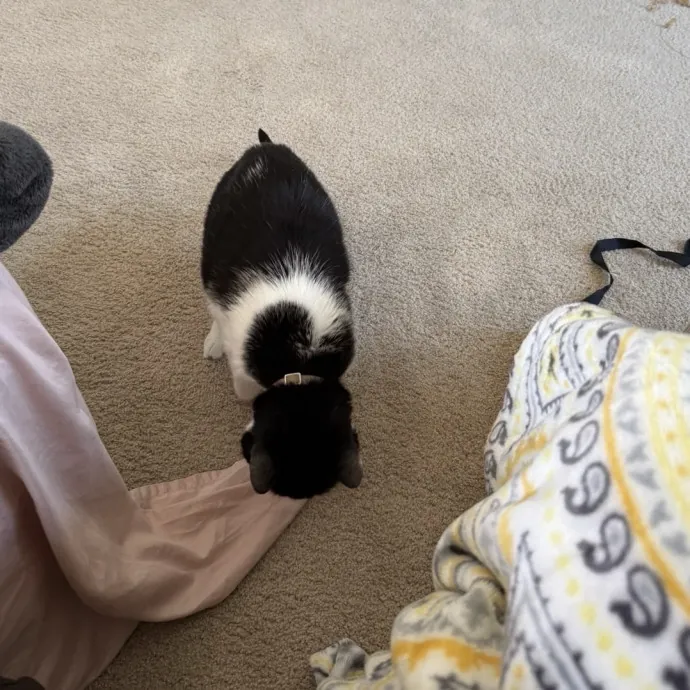 Bilingual Cat Sitter