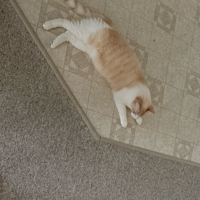 Bilingual Cat Sitter