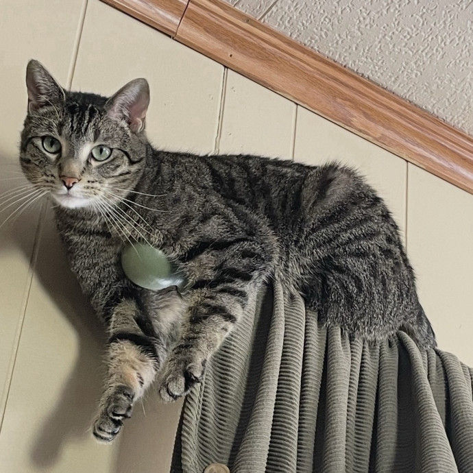 Bilingual Cat Sitter