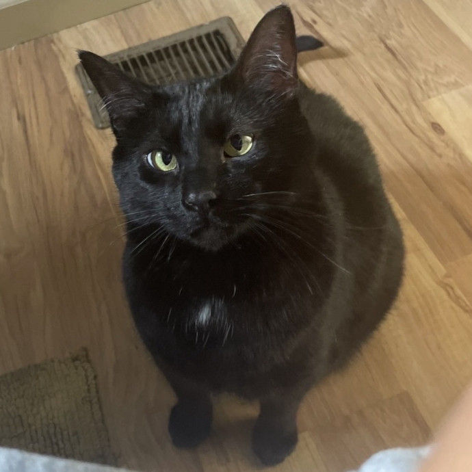 Bilingual Cat Sitter