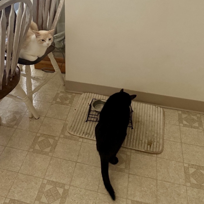 Bilingual Cat Sitter