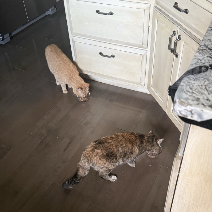 Bilingual Cat Sitter