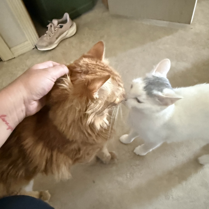 Bilingual Cat Sitter