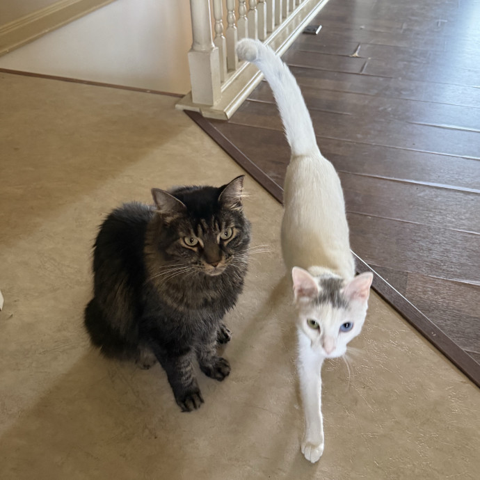 Bilingual Cat Sitter