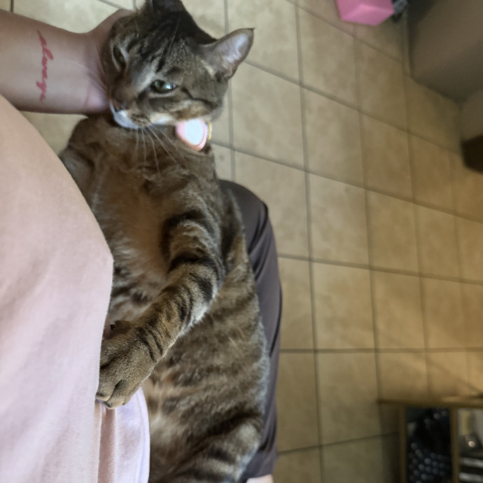 Bilingual Cat Sitter