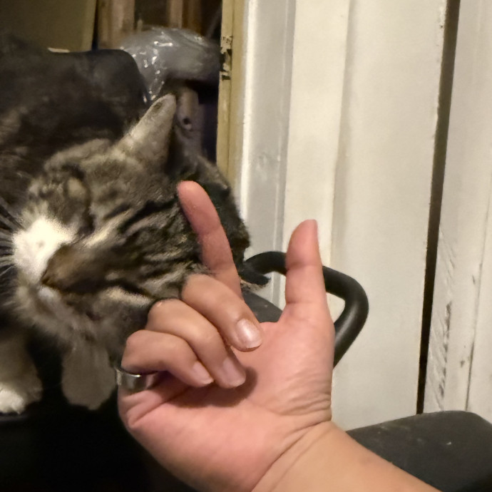 Bilingual Cat Sitter