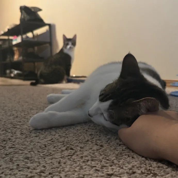 Bilingual Cat Sitter photo 4