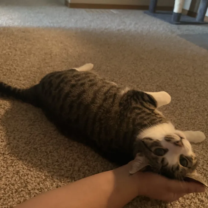 Bilingual Cat Sitter photo 3