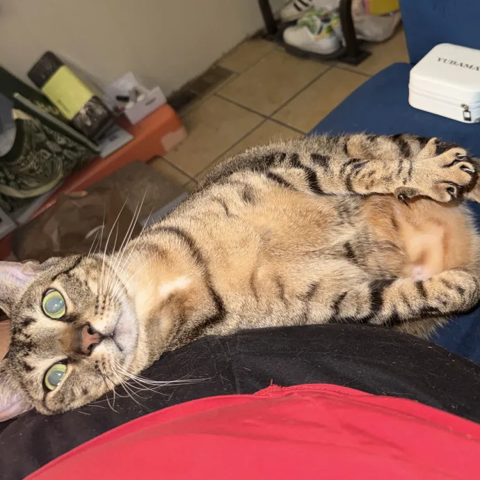 Bilingual Cat Sitter photo 2