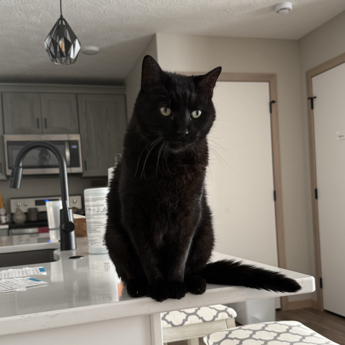 Bilingual Cat Sitter