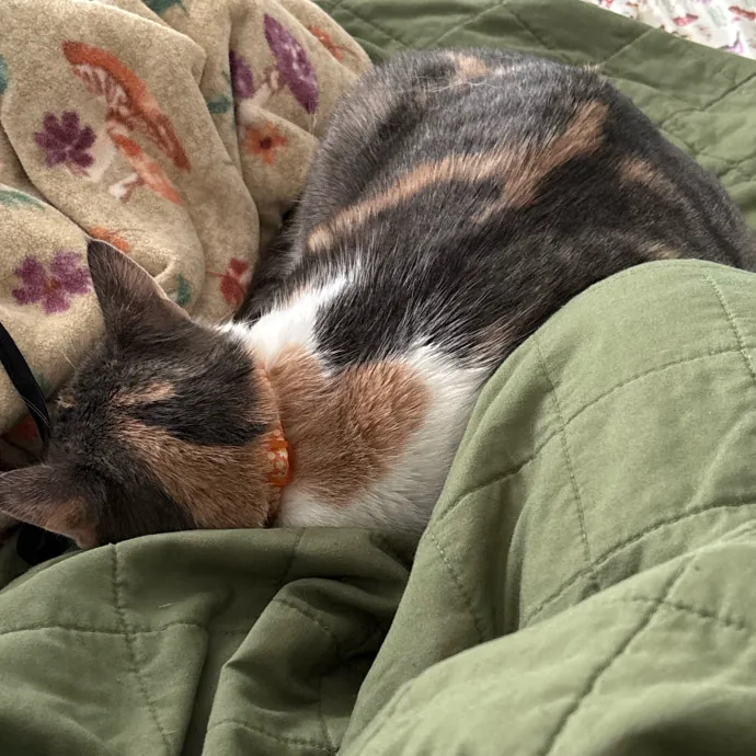 Silver's Kitty Hang Outs