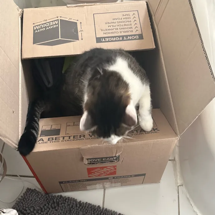 Silver's Kitty Hang Outs