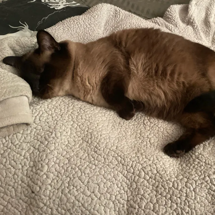 Silver's Kitty Hang Outs