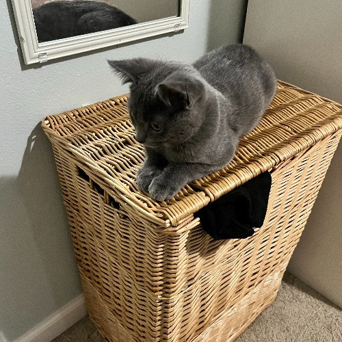 Allie's Clawsome Cat Sitting