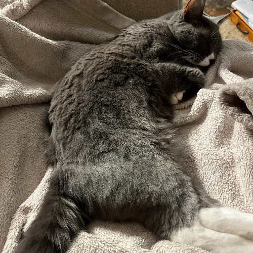 Allie's Clawsome Cat Sitting