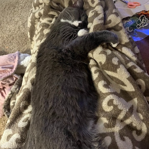 Allie's Clawsome Cat Sitting