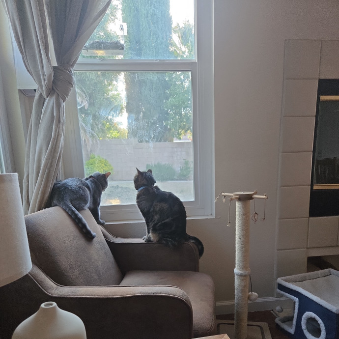 Calm Patient Cat Sitter Great With Anx