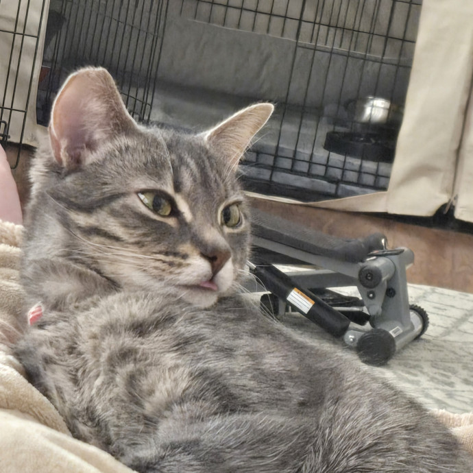 Calm Patient Cat Sitter Great With Anx