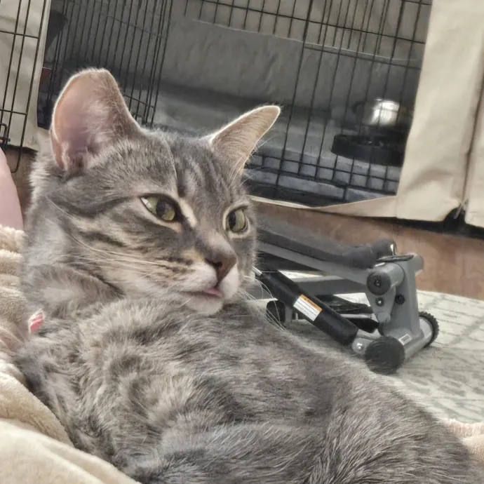 Calm Patient Cat Sitter Great With Anx