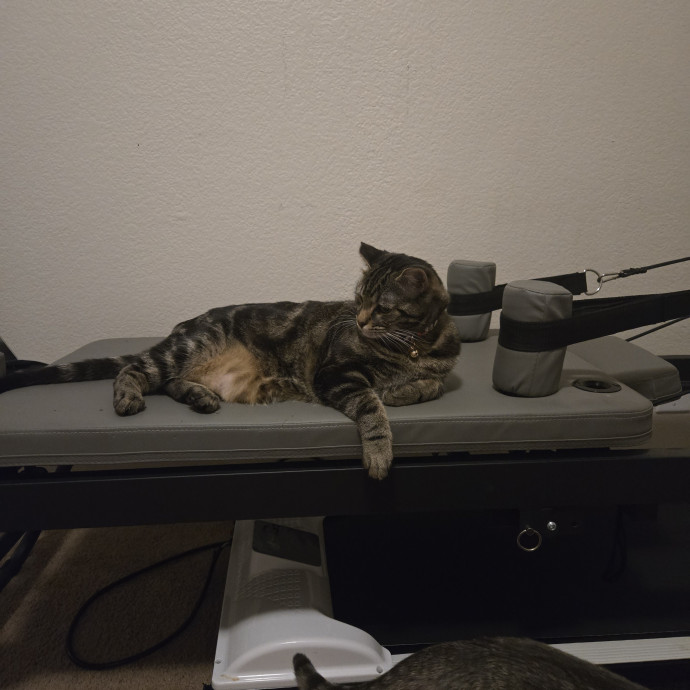 Calm Patient Cat Sitter Great With Anx