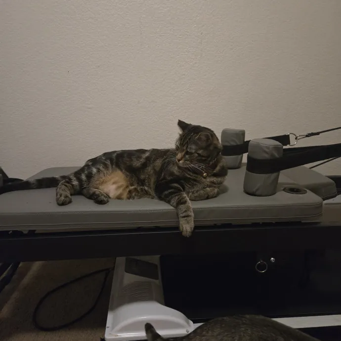 Calm Patient Cat Sitter Great With Anx