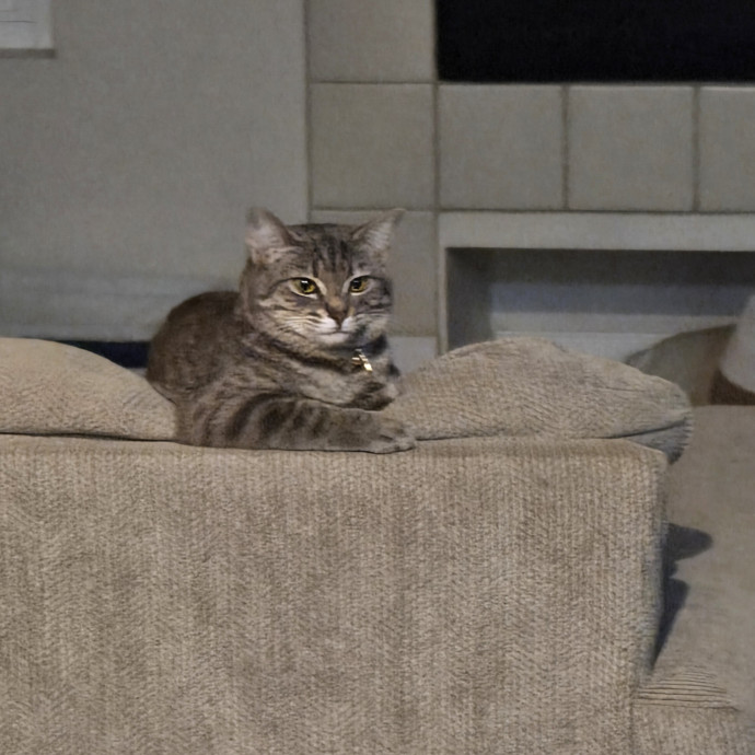 Calm Patient Cat Sitter Great With Anx