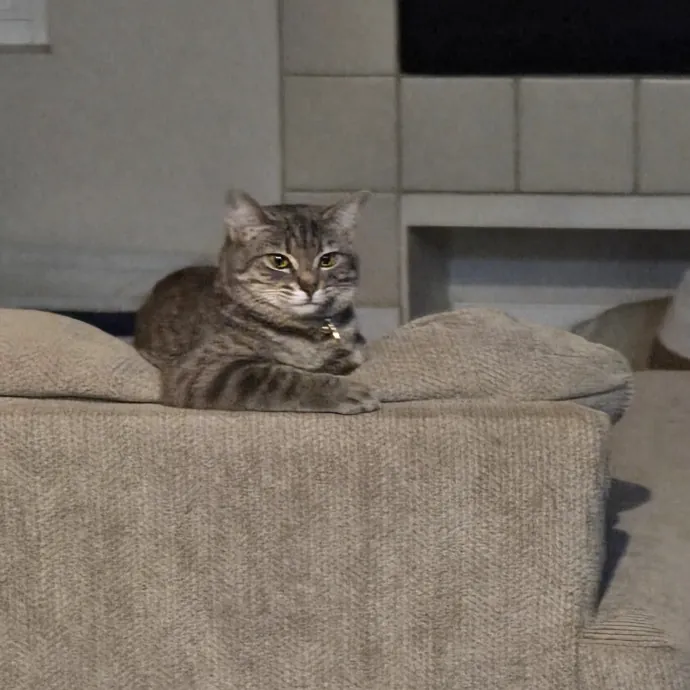 Calm Patient Cat Sitter Great With Anx