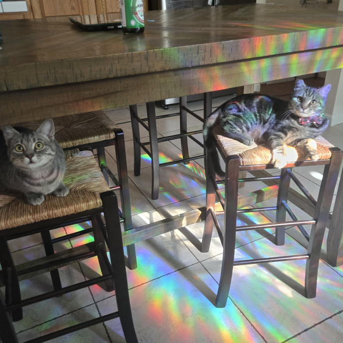 Calm Patient Cat Sitter Great With Anx