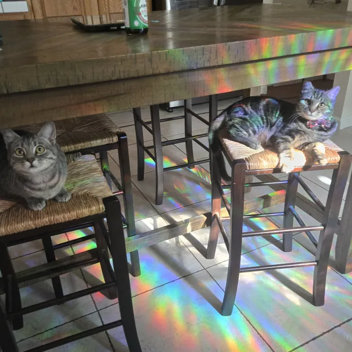 Calm Patient Cat Sitter Great With Anx
