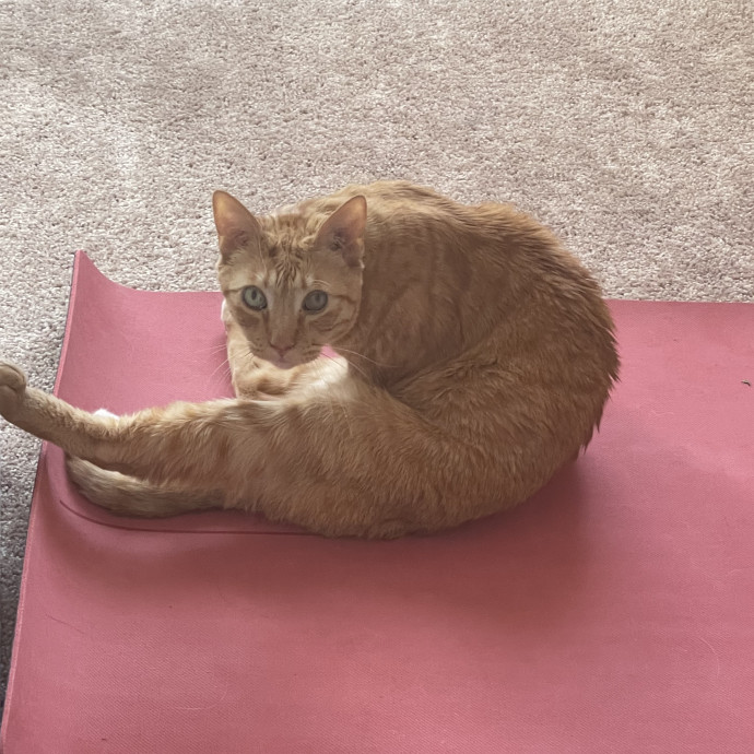 Calm Patient Cat Sitter Great With Anx