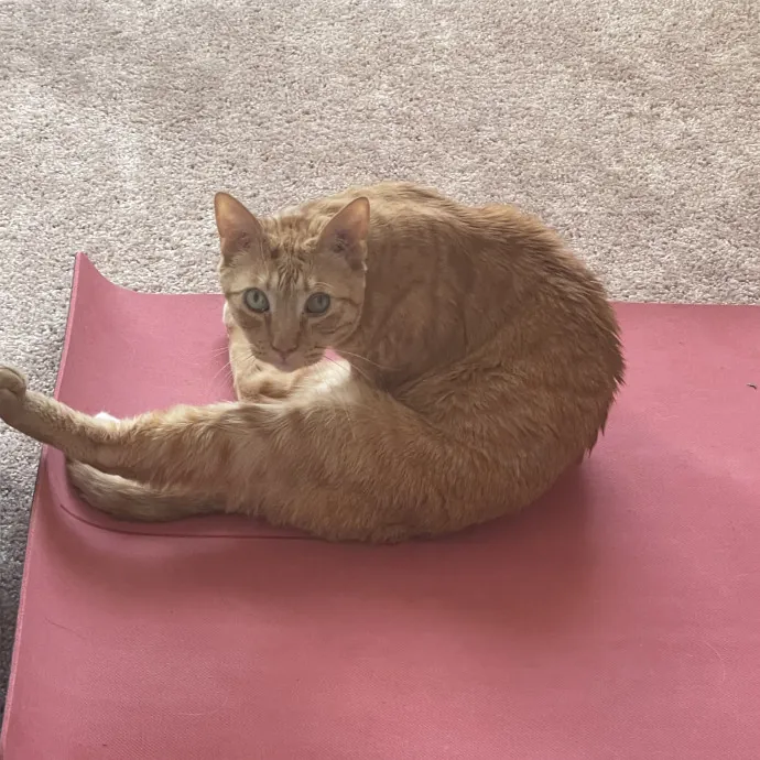 Calm Patient Cat Sitter Great With Anx
