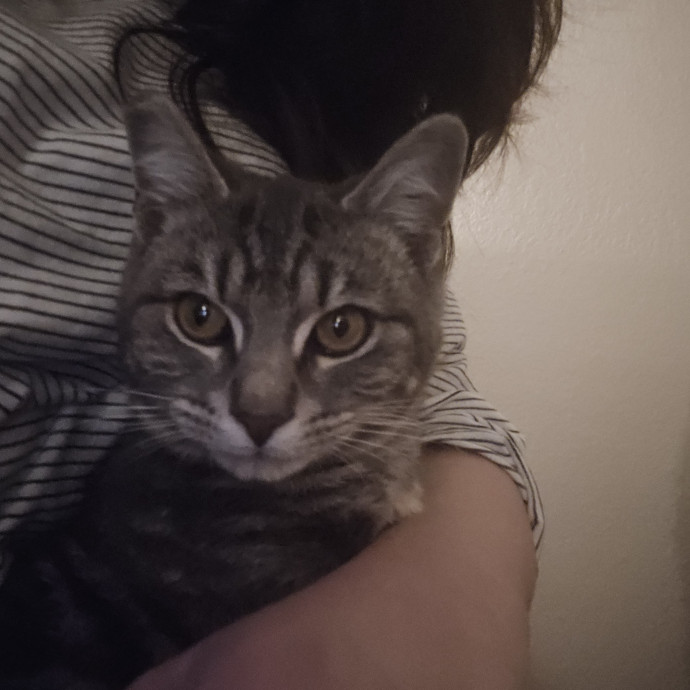 Calm Patient Cat Sitter Great With Anx