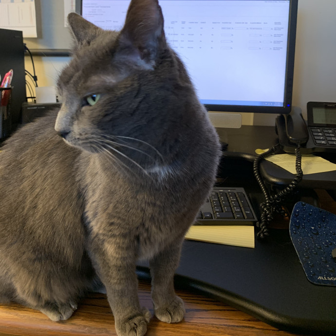 Calm Patient Cat Sitter Great With Anx