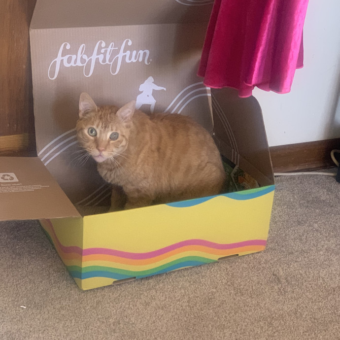 Calm Patient Cat Sitter Great With Anx