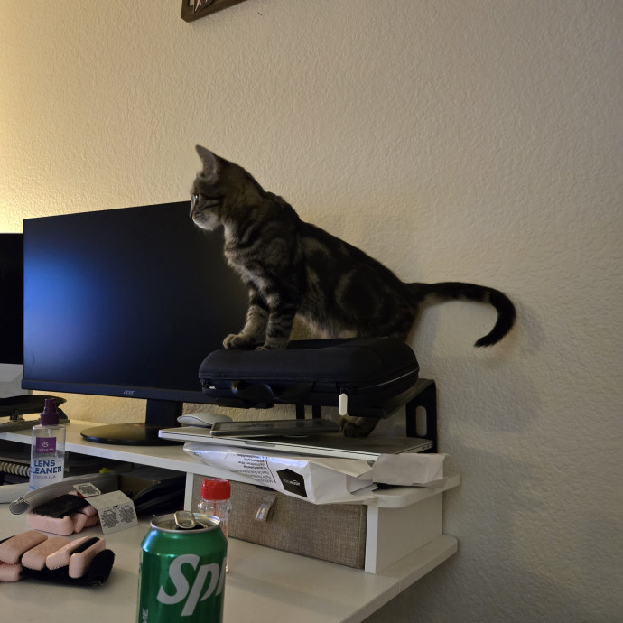 Calm Patient Cat Sitter Great With Anx