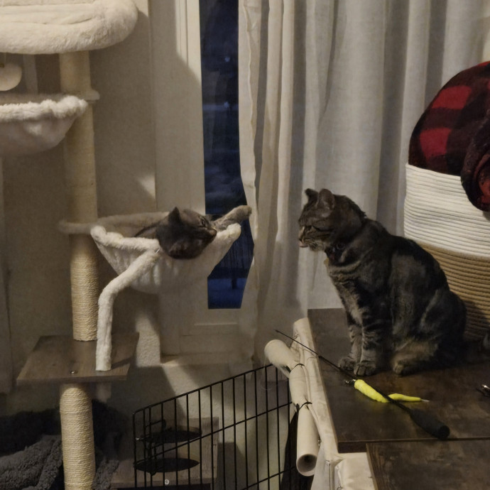 Calm Patient Cat Sitter Great With Anx photo 3