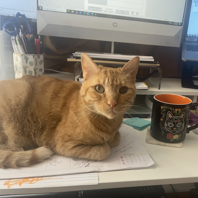 Calm Patient Cat Sitter Great With Anx photo 2