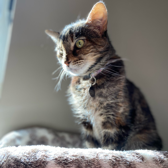 Your Cat's New Favorite Human