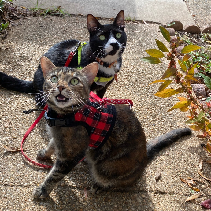Your Cat's New Favorite Human