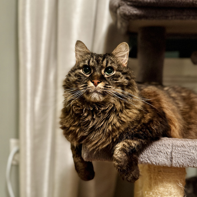 Your Cat's New Favorite Human