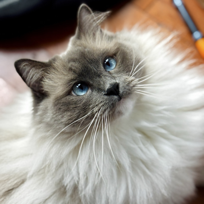 Your Cat's New Favorite Human