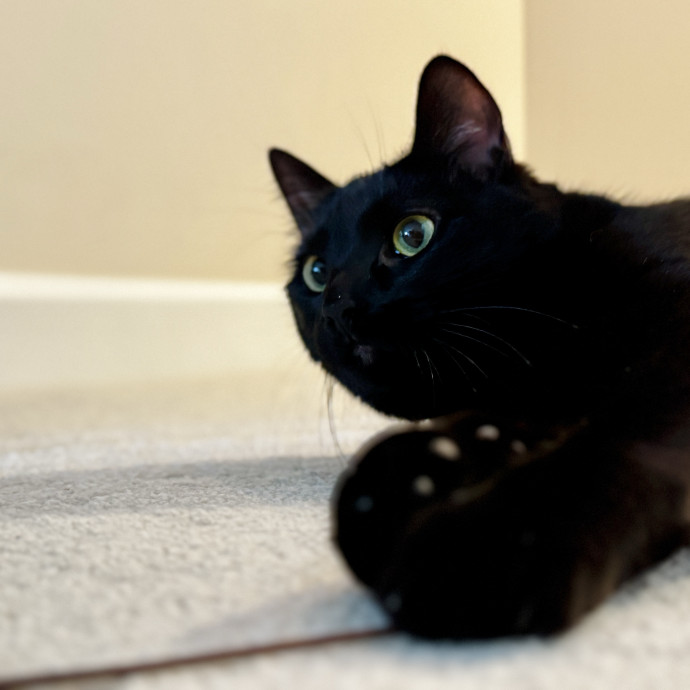 Your Cat's New Favorite Human