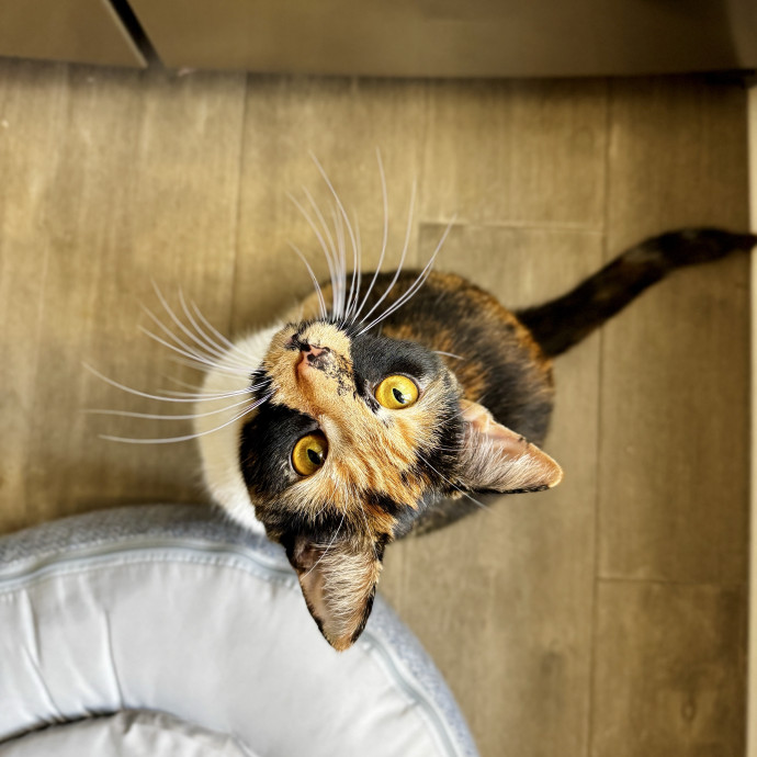 Your Cat's New Favorite Human