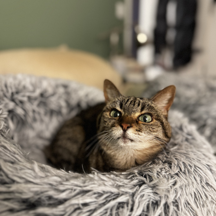 Your Cat's New Favorite Human