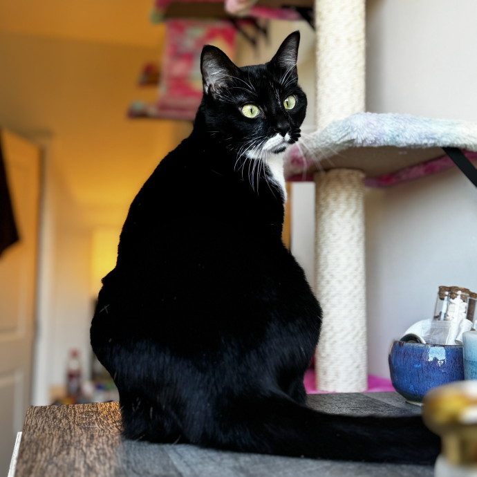 Your Cat's New Favorite Human